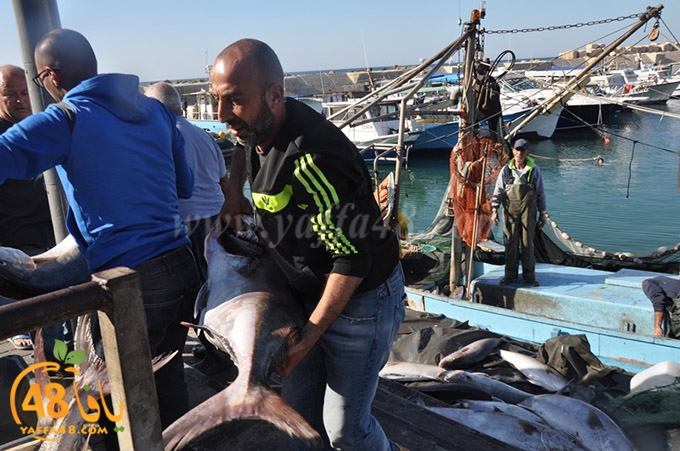 samak antayasa (20).JPG